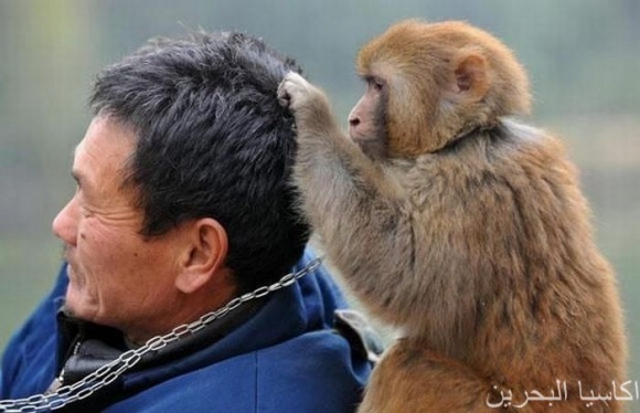 مەیموون و مرۆڤ بێ یەك هەڵناكەن